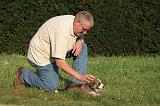 BORDER COLLIE 010
